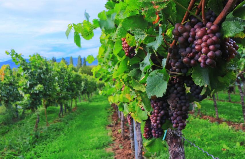 Comment soigner une vigne ?